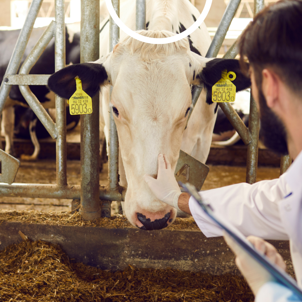 64468c07f1bd9419610962-1024x1024