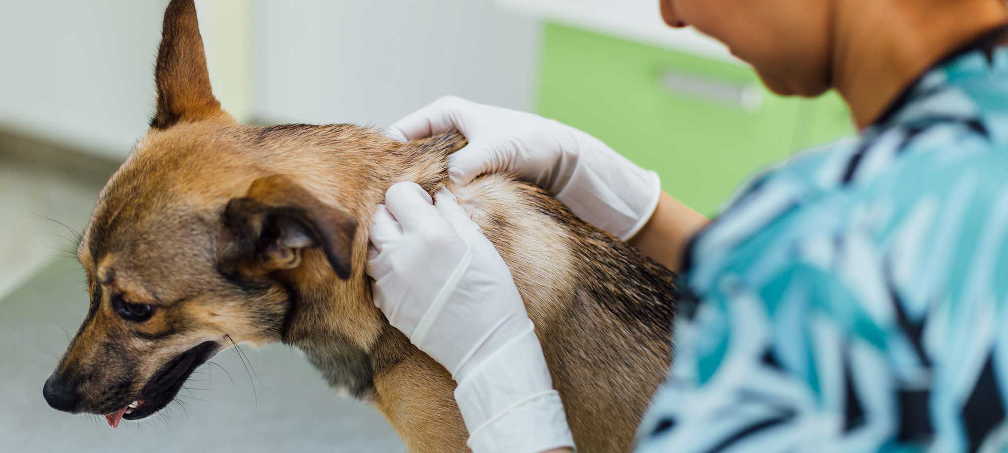 Dermatology and endocrinology of animals