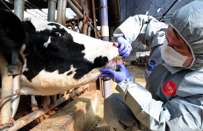 A health officer checks a cattle in a farm in Gimje as a preventive measure against foot-and-mouth disease after South Korea on Monday confirmed a case of food-and-mouth at a dairy farm elsewhere in the country, South Korea, February 6, 2017.   Moon Yo-han/News1 via REUTERS