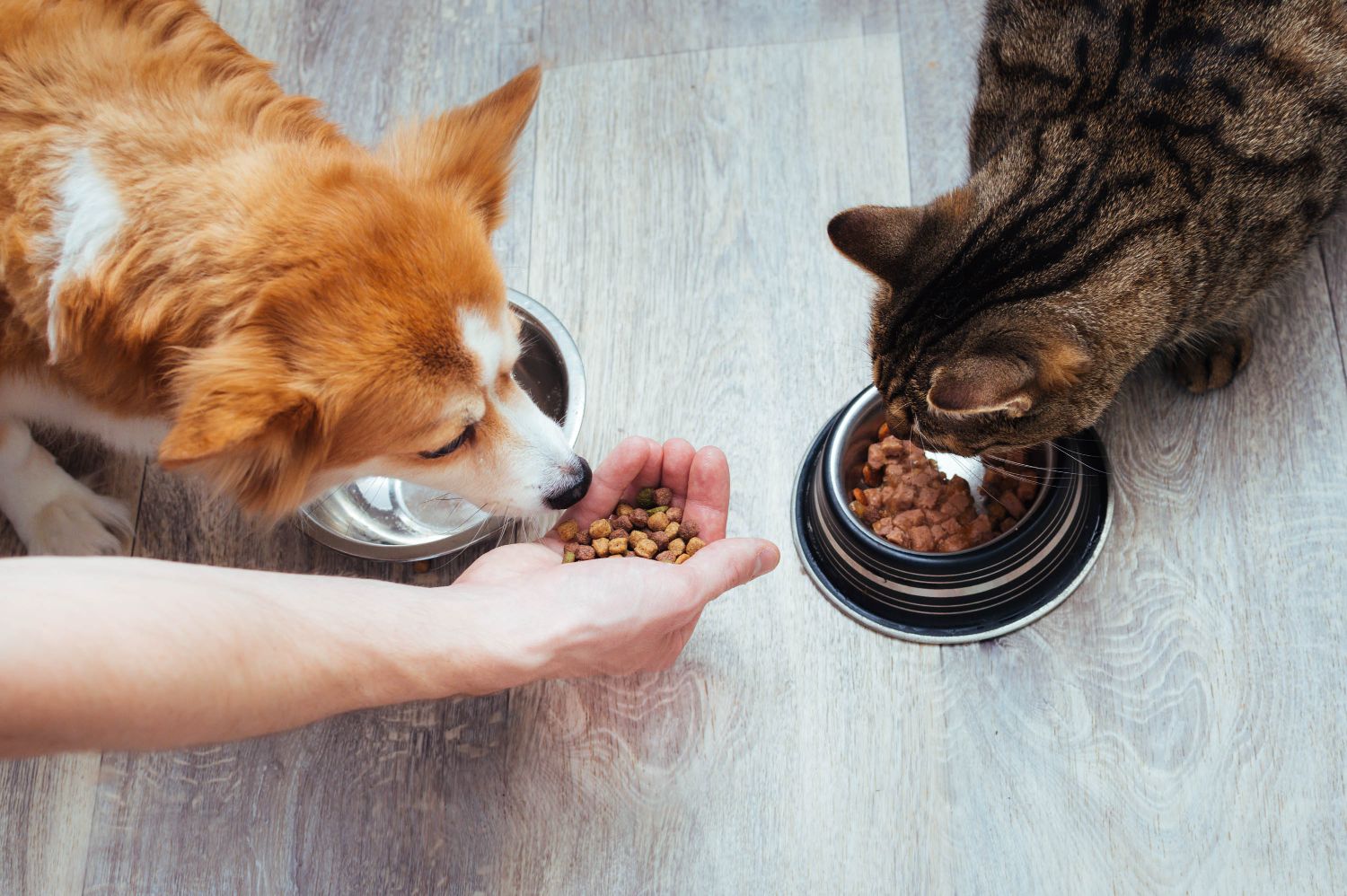 Feeding pets