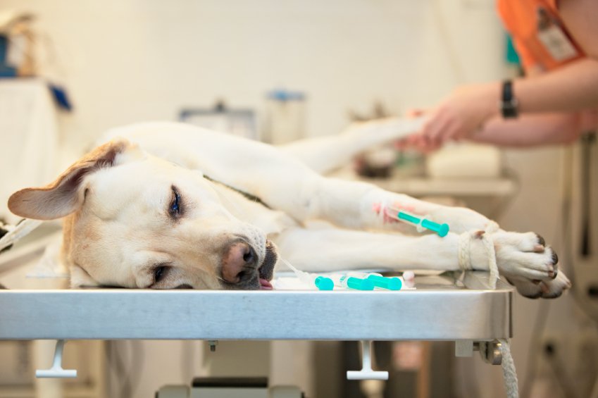 Intensive care and resuscitation