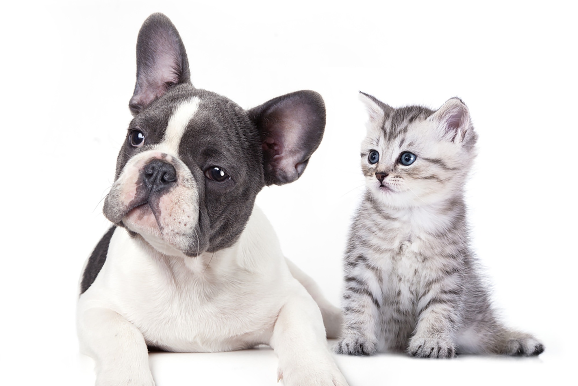 Cat and dog, British kitten and  French Bulldog puppy