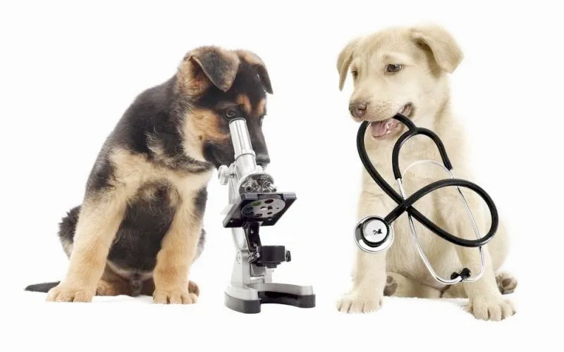 Veterinary laboratory diagnostics. Veterinary immunology