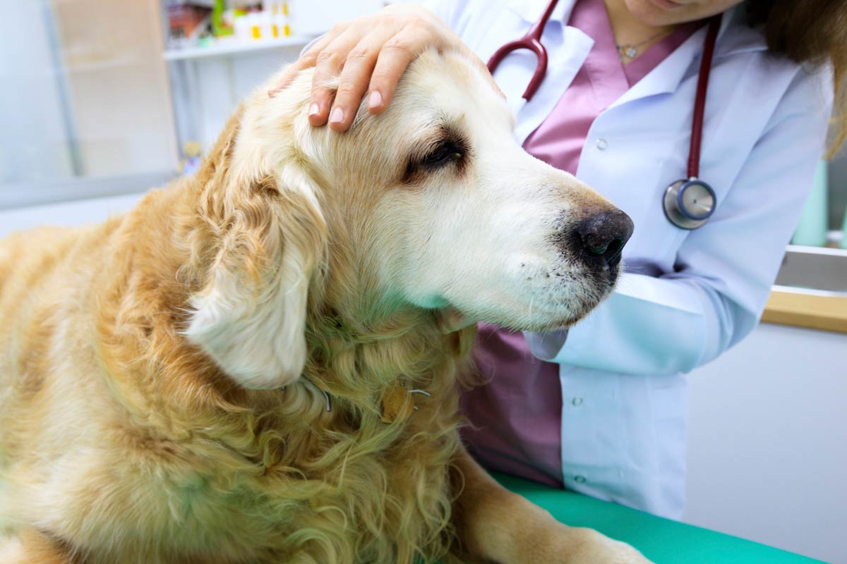 Veterinary toxicology