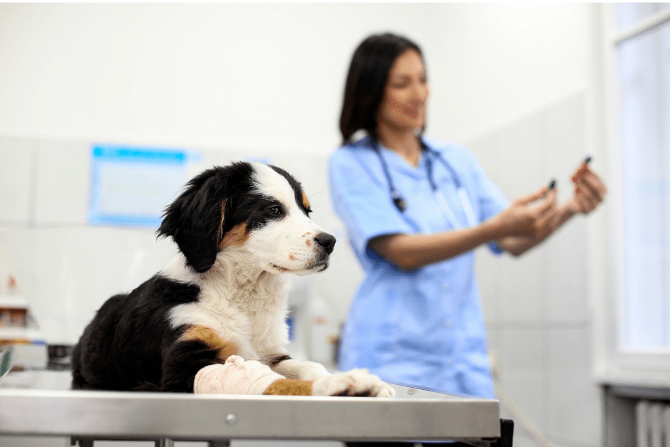 Veterinary transfusiology