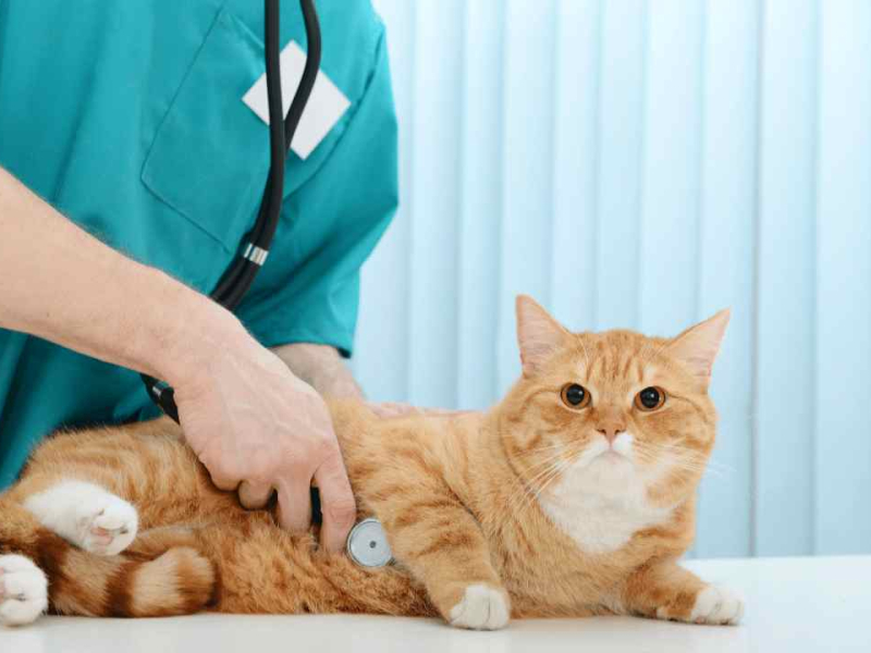 common-challenges-and-practical-solutions-in-feline-hyperthyroidism-diagnosis-thumbnail