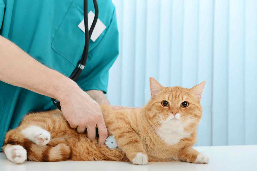 common-challenges-and-practical-solutions-in-feline-hyperthyroidism-diagnosis-thumbnail