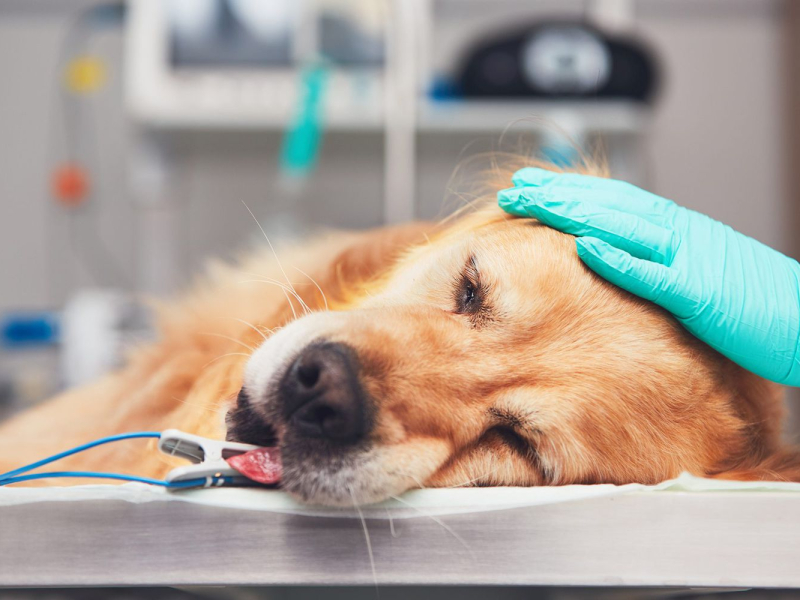 dog-anesthesia-868086770-2000-505107ad563248c58172a4c00684e1ba