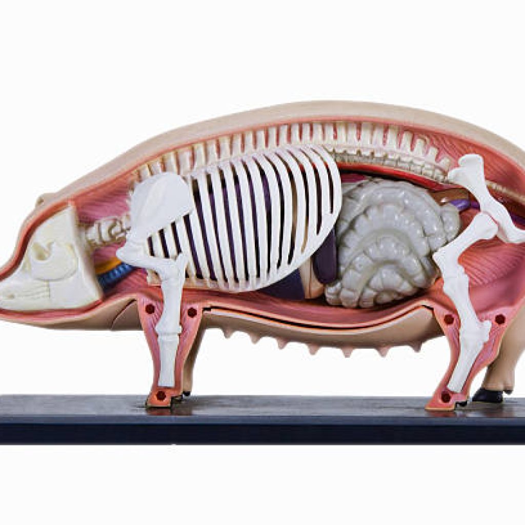 Model of pig body showing skeletal structure and internal organs.