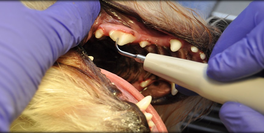 routine-veterinary-dental-care